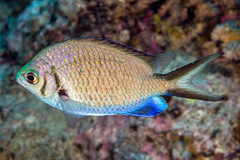 Chromis alpha