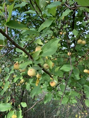 Malus coronaria
