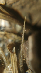 Gryllotalpa orientalis