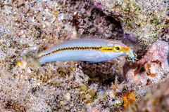 Halichoeres scapularis