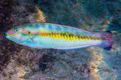 Halichoeres bivittatus