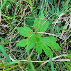 Anemone cylindrica