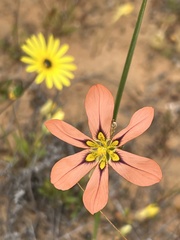 Moraea vallisbelli