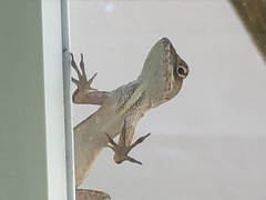 Anolis sagrei