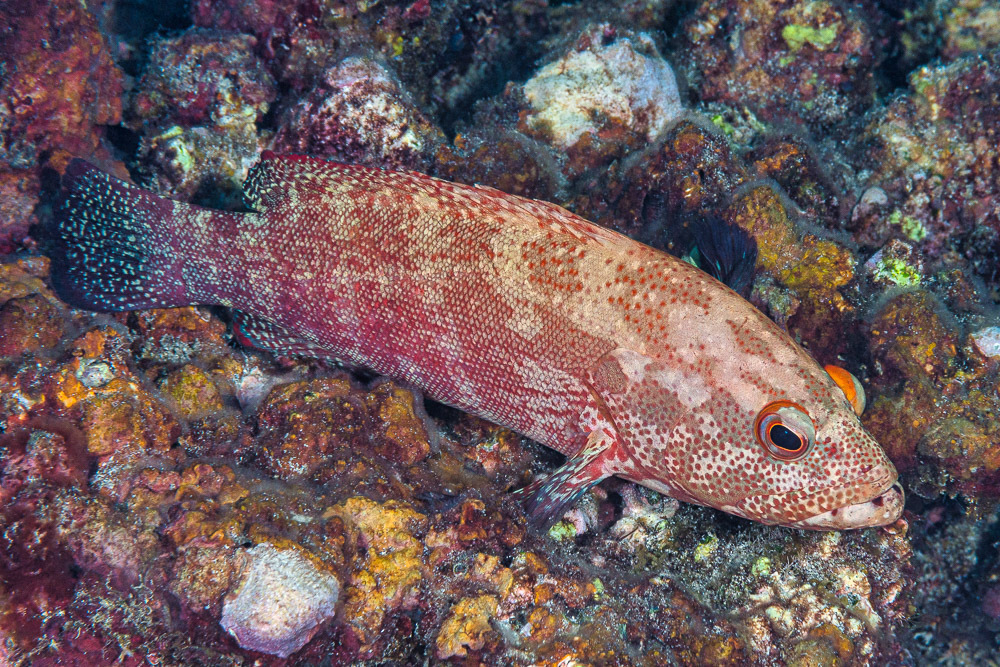 Darkfin Hind
