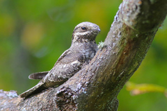 Caprimulgus europaeus