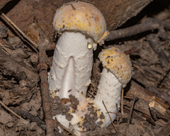 Hypomyces hyalinus