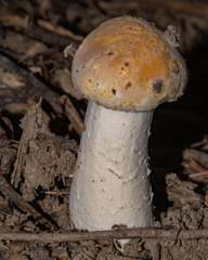 Hypomyces hyalinus