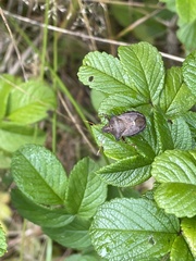 Picromerus bidens