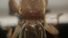 Gryllotalpa orientalis