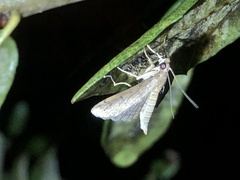 Herpetogramma phaeopteralis
