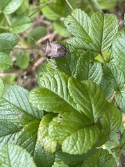 Picromerus bidens