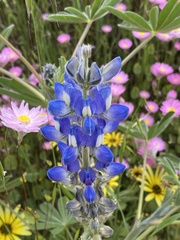 Lupinus cosentinii