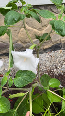 Datura innoxia