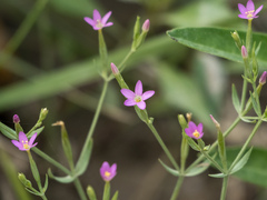 Centaurium pulchellum