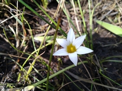 Romulea flava
