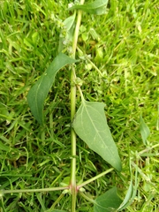 Atriplex prostrata