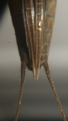 Gryllotalpa orientalis
