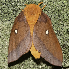 Anisota virginiensis