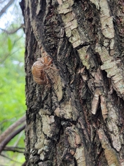 Cicadoidea