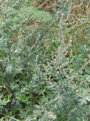 Artemisia vulgaris