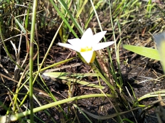Romulea flava