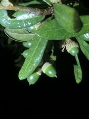Quercus geminata
