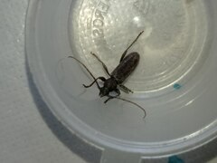 Trichoferus campestris