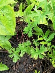 Geranium sibiricum