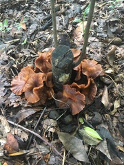 Desarmillaria caespitosa