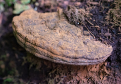 Ganoderma