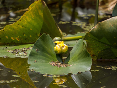Nuphar advena