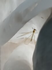 Myrmecaelurus