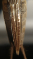 Gryllotalpa orientalis