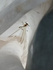 Myrmecaelurus