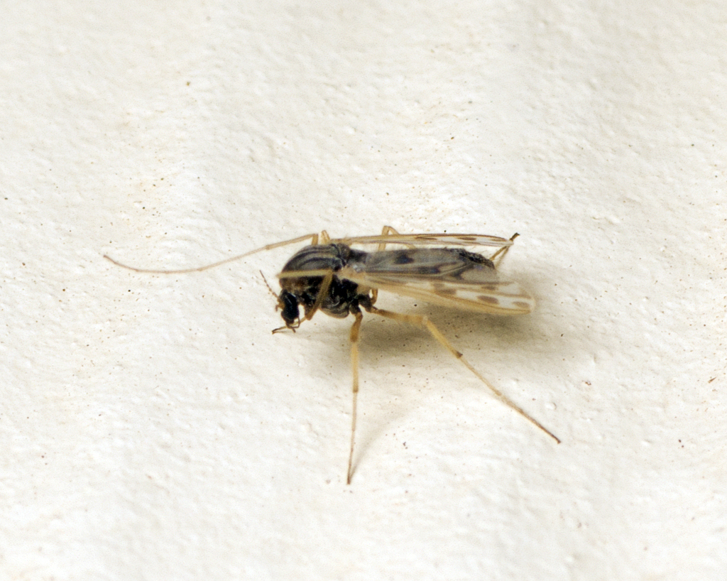 Polypedilum nubifer