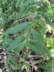 Dichanthelium latifolium