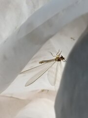 Myrmecaelurus