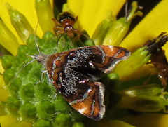 Prochoreutis inflatella