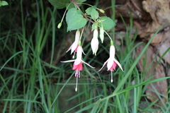 Fuchsia