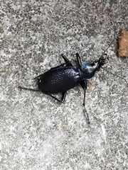 Carabus caelatus