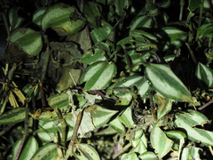 Tradescantia zebrina
