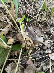Dichanthelium latifolium