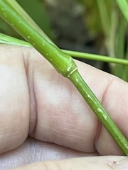 Dichanthelium latifolium