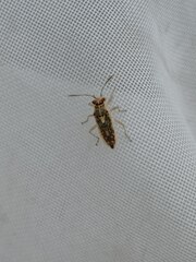 Brachycarenus tigrinus