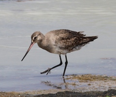 Limosa haemastica