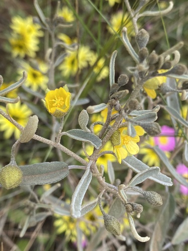 Sida calyxhymenia observed 2022-09-11