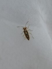 Brachycarenus tigrinus