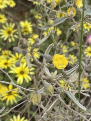 Sida calyxhymenia