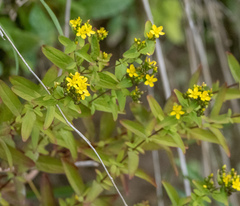 Hypericum punctatum